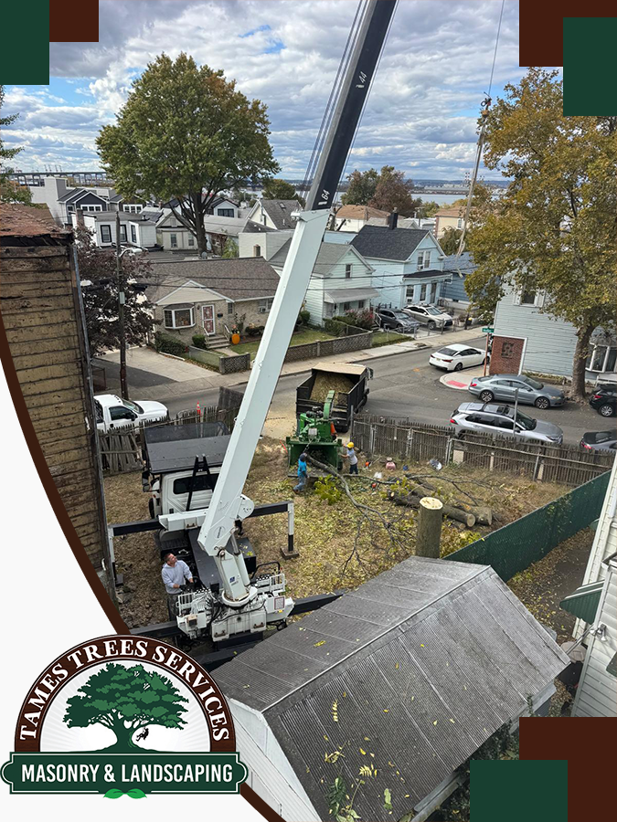 BEST TREE CONTRACTOR IN NJ